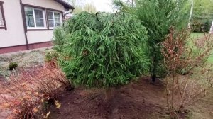 Делаю фигуры из обычных лесных елей: шар и конус. Рассказываю и показываю, как я это делаю.