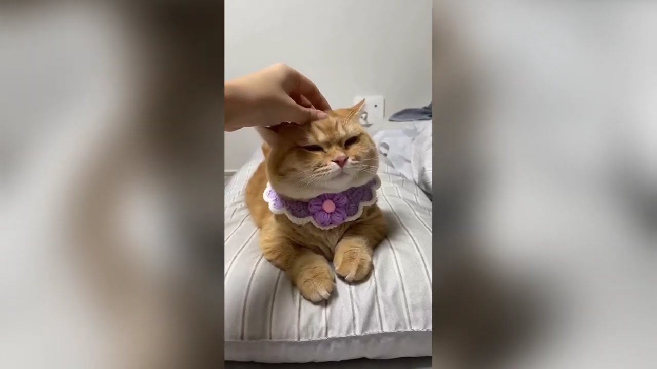 Funny Animals Compilation 2024 | Episode 8 #animals #cat #funny