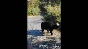 Бернская овчарка  Berner sennenhund, Bernese mountain dog