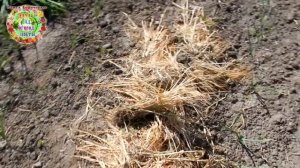 Двойная польза от сидератов. Фацелию и ячмень превращаем в мульчу