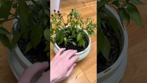 Как помочь пережить зиму декоративному перцу в квартире??? Давайте разбираться.