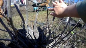 обрезаем черную смородину и чем замазать срез