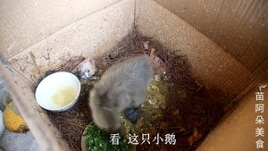 苗大姐家开荤吃烤肉，再来一锅酸汤鱼，个个吃撑真得劲！【苗阿朵美食】