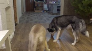 ХАСКИ продолжают Разносить дом/ Елка для хаски/ Сибирский Хаски Джесси