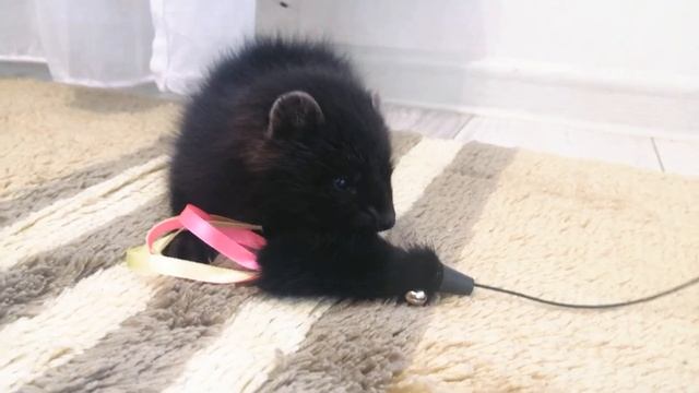 Звуки молодого соболя (Бонита 46 дней) смотреть онлайн