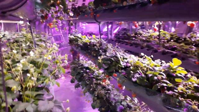 Ягодный Союз. Угостил Грудинина П.Н. земляникой. История Томской Клубники. смотреть онлайн