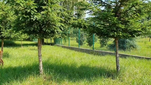 Интересные факты о Косуле.Косуля - парнокопытное  млекопитающее из семейства Оленевые. Косулях