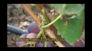 Потомок Ризамата