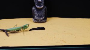 WHAT IF THE MANTIS SEES LEECH? LEECH VS MANTIS