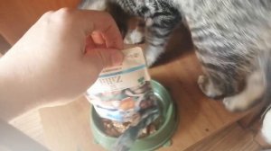корм для кошек Zillii