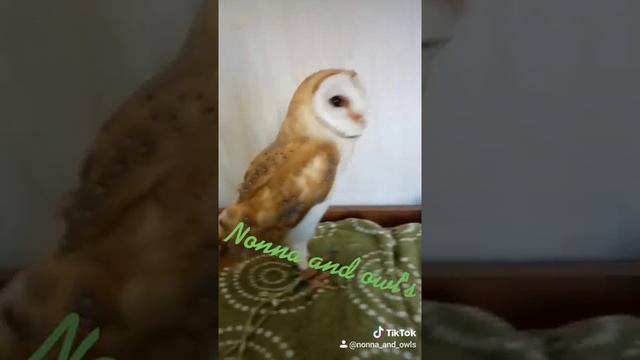 Сипухи это совы или нет? смотреть онлайн