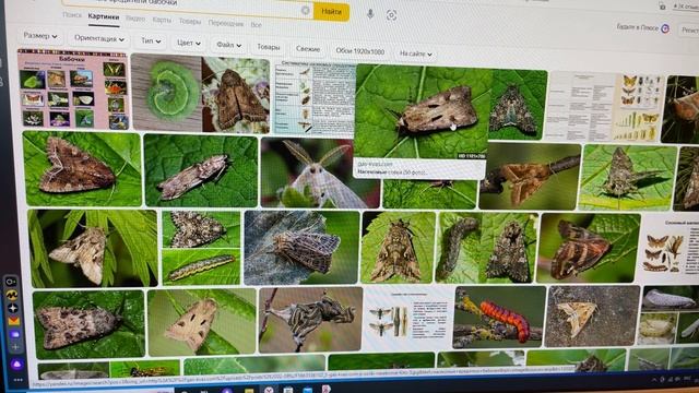 Урок 40. Инсектициды. Садово-огородные вредители. Работает ШаПКа смотреть онлайн