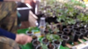 Реанимация черенков винограда со сгнившими корнями. 100% результат восстановления саженцев