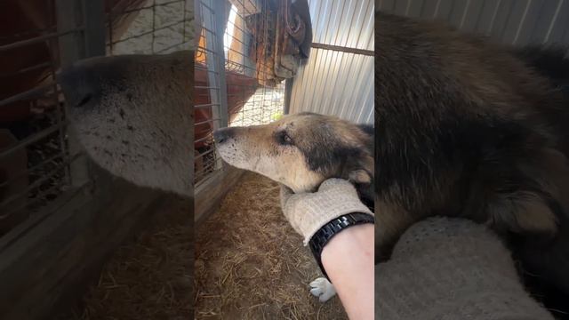 Дружок 🐕🦺 смотреть онлайн