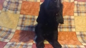 Мальчик Английский кокер спаниель 2,5 месяца