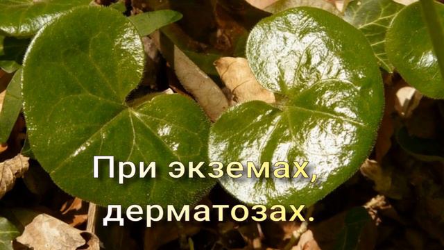 Копытень европейский