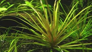 Бликса Обера. Описание. Содержание. Уход. Размножение. Аквариумные растения.