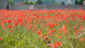 Красивая музыка Сергей Грищук! Сборник самых невероятно красивых, трогает до глубины души