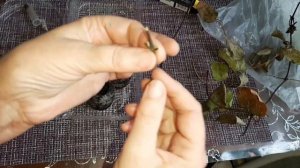 Как начеренковать розу и клематис!