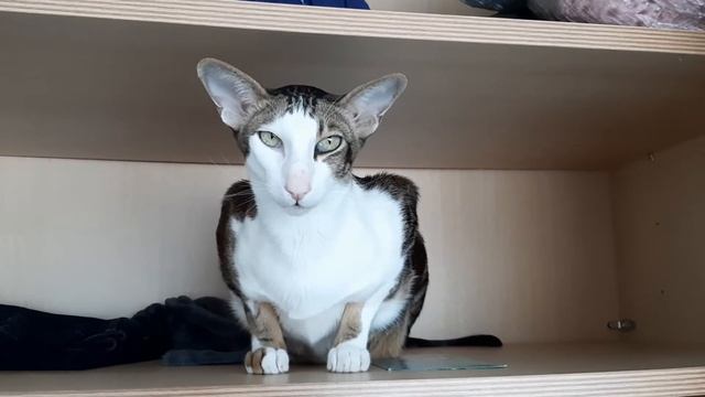 Ориентальный кот забрался в шкаф?| An Alien In Our Wardrobe| Orientalischer Kater im Kleiderschrank