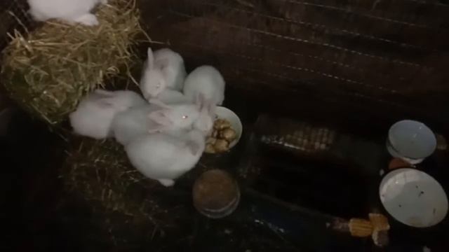 Кролики и топинамбур. смотреть онлайн