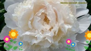 Пион молочноцветковый Выбор матери (Мозерс Чойс). Краткий обзор paeonia lactiflora Mothers Choice