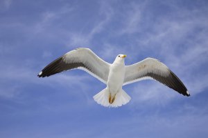 Музыка и шум моря и крики чаек для здоровья и крепкого сна