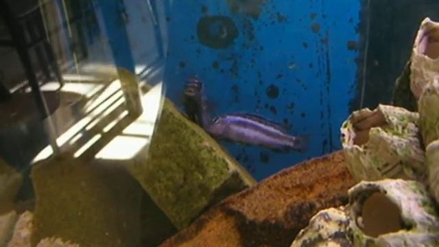 Maingano mating смотреть онлайн