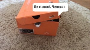 Кот Vs Коробка | Реакция Кота На Коробку | Cats vs Boxes