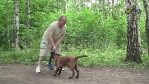 Дрессировка щенка, как учить собаку правильно играть  4