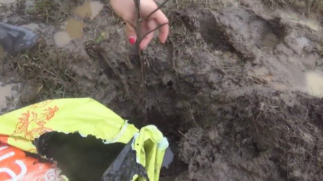 САЖАЕМ С ЖЕНОЙ ДЕРЕВЬЯ смотреть онлайн