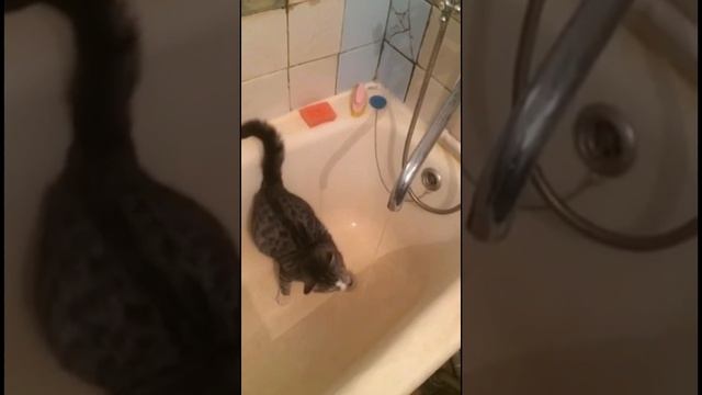 Драка кота с водой. Cat fight with water.