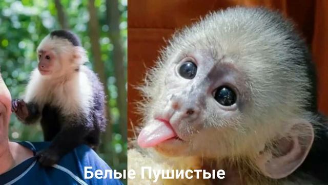 КАПУЦИН?/Приматы/Животные/Интересные факты смотреть онлайн