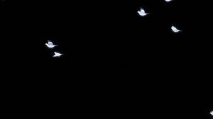 Летящая стая птиц. футаж летающая стая птиц воробышек