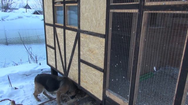 Потеплело. Голубятню переделываю для попугаев. смотреть онлайн