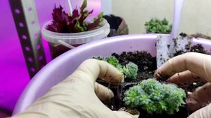 Как пересадить подросшие эхеверии щетинистые сетоза деминута.