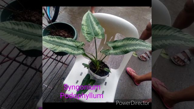 Caladium, syngonium @alocasia/Name&varities/Znar TV смотреть онлайн
