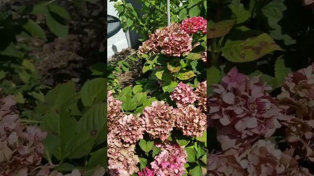 Endless Summer hydrangeas survived pruning