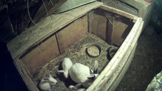 Чем нужно кормить кроликов осенью! || УРАЛЬСКОЕ ХОЗЯЙСТВО смотреть онлайн