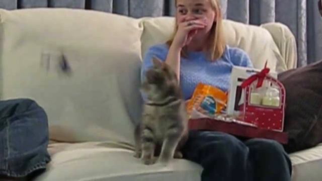 СМЕШНЫЕ КОТИКИ