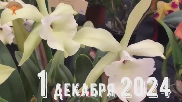 Грабли веерные Для любителей канала Грабли Live 01 12 2024 смотреть онлайн