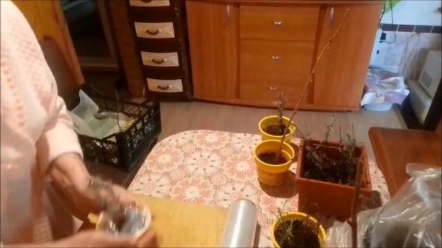 Мои черенки , прижывание .