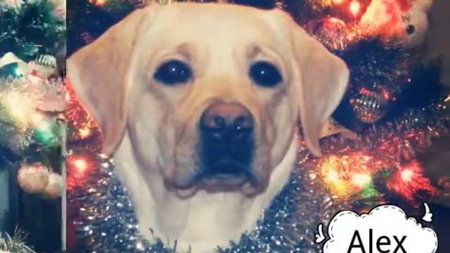 Небольшое слайд шоу Лексы смотреть онлайн