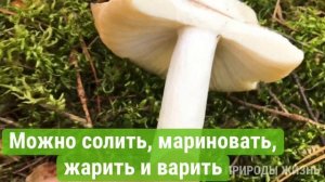 Сыроежка желтая- вкусный ценный съедобный гриб. Как выглядит, как отличить просто