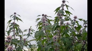 Как укрепить сосуды. Уникальный отвар трав для укрепления сосудов