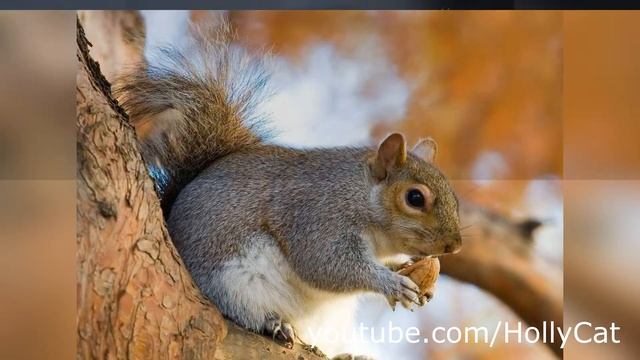 Дикая львица, дикая тигрица смотреть онлайн