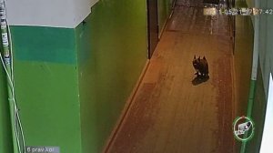 Давайте ваши собаки будут гадить на улице а не в подъезде!