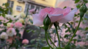 Centenaire de Lourdes Rose, Spring 2022