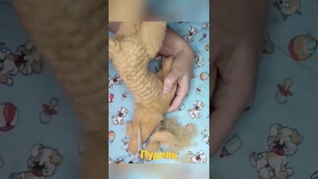 Пудель из шерсти. Сухое валяние. #сухоеваляние #скульптура #felting