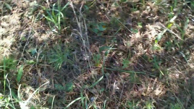 Со своим помощником, немецкой овчаркой, собираем рыжики. смотреть онлайн